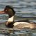 Red-breasted Merganser